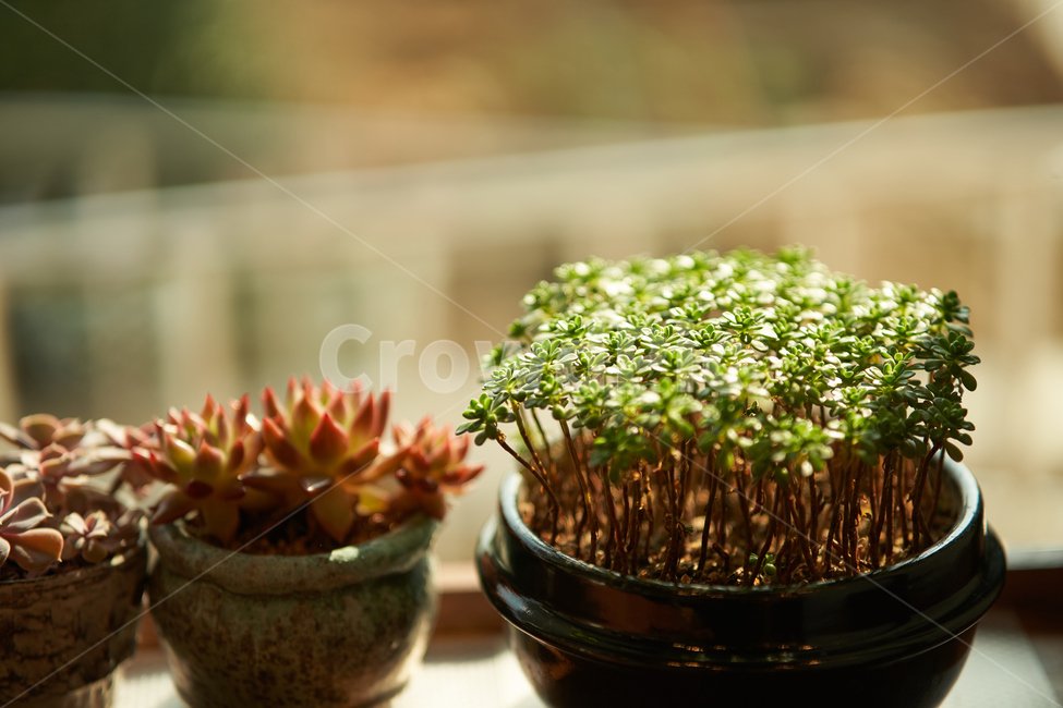 다육이,식물,화분,plant,botanical,식물,자연,plants,nature,실내용화초,화분,화초,house plant