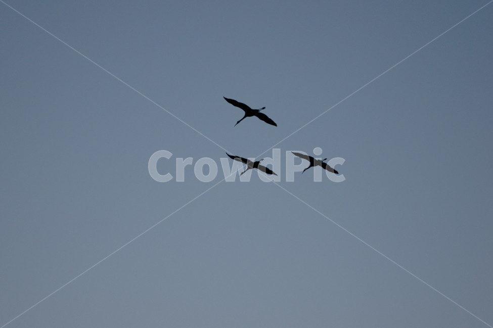 새,비상,철새,3,하늘,동물,animal,조류,새,birds