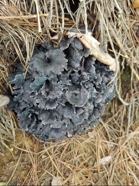 까치버섯,버섯,먹버섯,진균류,mushroom,야생버섯,버섯,mushroom
