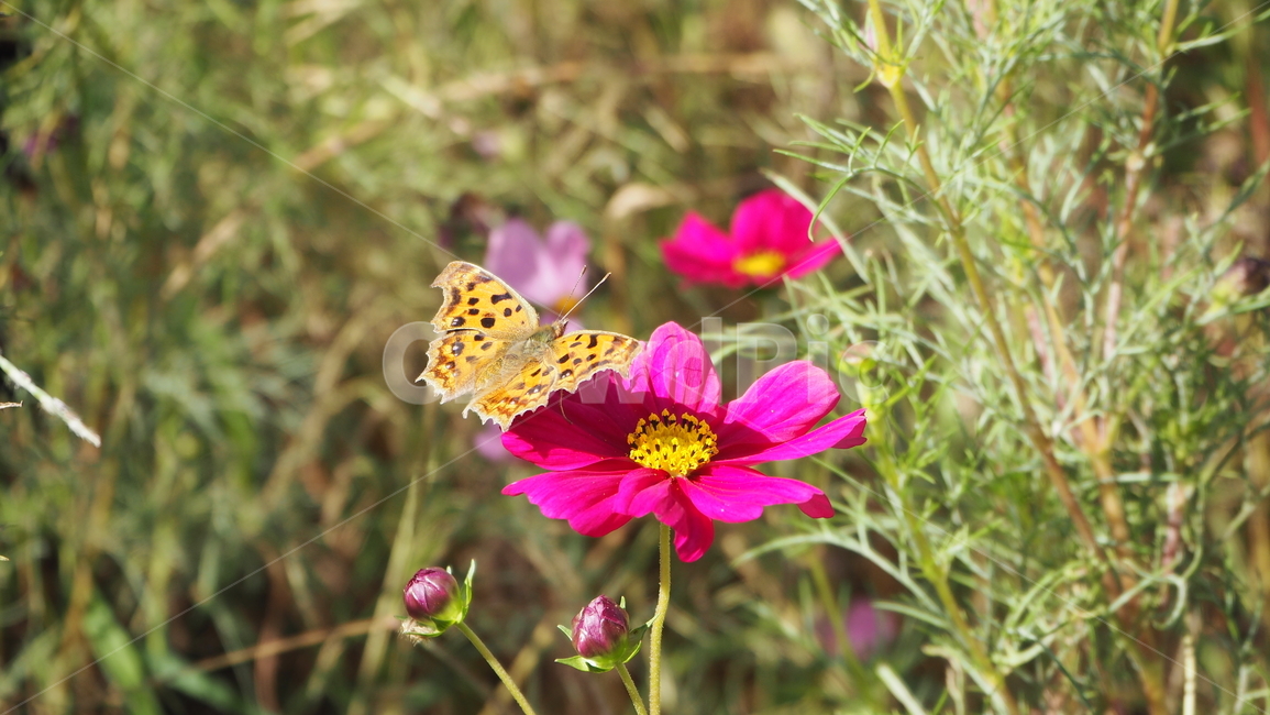 plant,식물,코스모스,나비,butterfly,cosmos,가을,계절,fall,autumn,season,식물,자연,plants,nature,꽃,flower