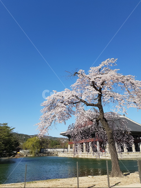 꽃,벚꽃,blossom,flower,plant,식물