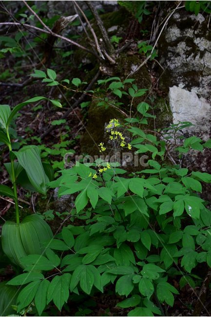 꿩의다리아재비,야생화,꽃,식물,자연,생태,플라워,flower,plants,nature,식물,자연,plants,nature,꽃,flower
