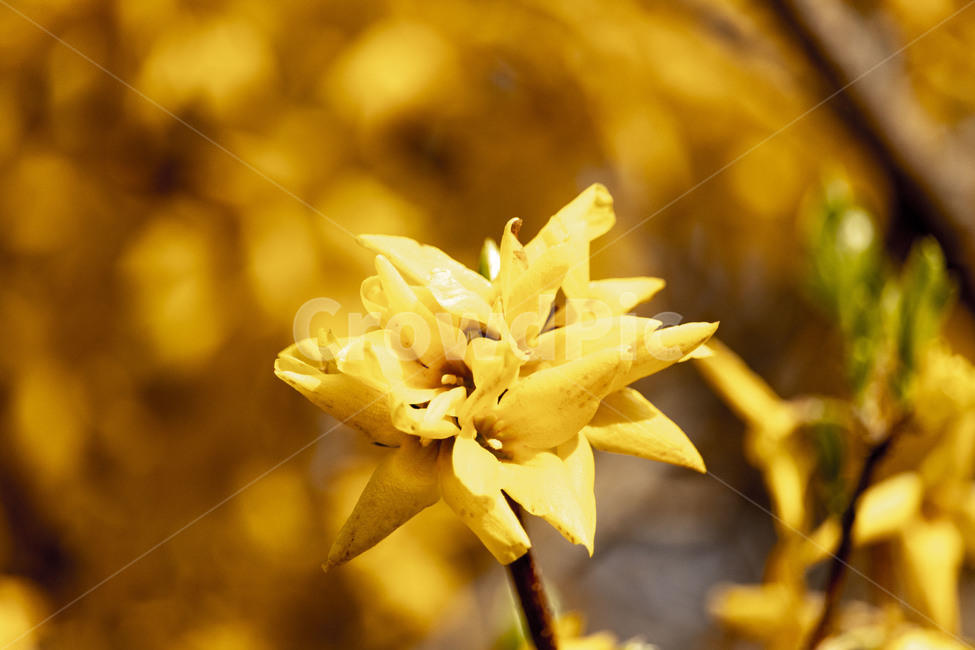 개나리,개나리꽃,노란개나리,forsythia,봄개나리꽃,봄,계절,spring,season,식물,자연,plants,nature,꽃,flower,plant