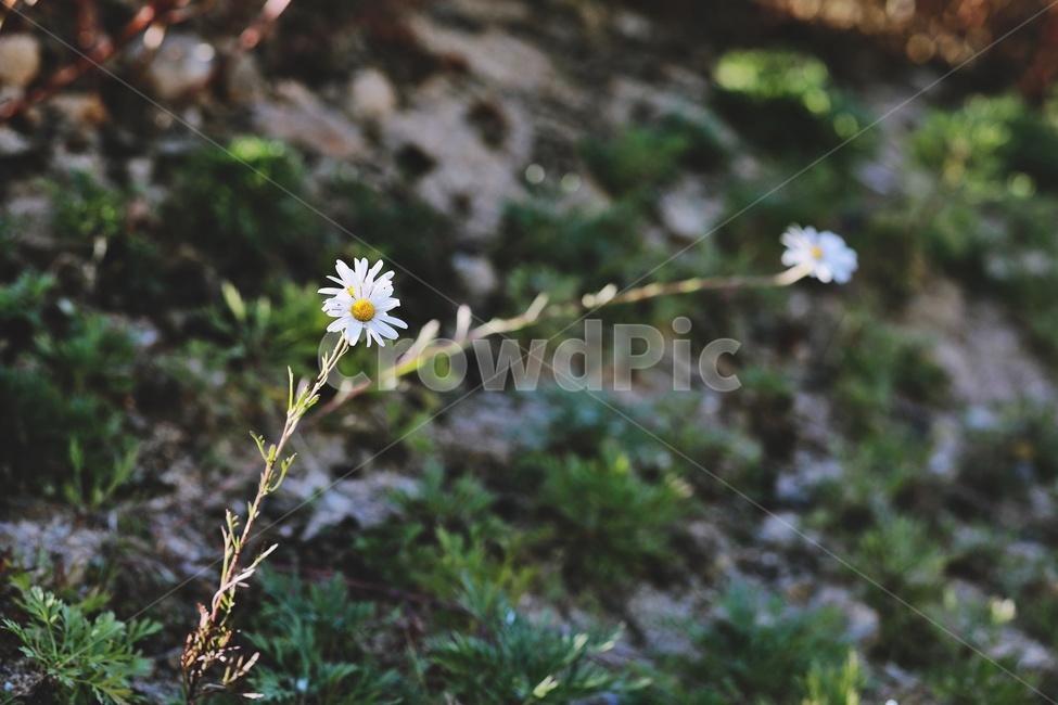 들꽃,자연,nature,green,flower,식물,자연,plants,nature,꽃,flower