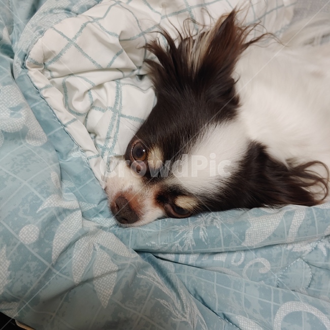 강아지,만두,귀여운,장모치와와,이쁜,동물,animal,포유류,mammal,개,강아지,dog,doggy