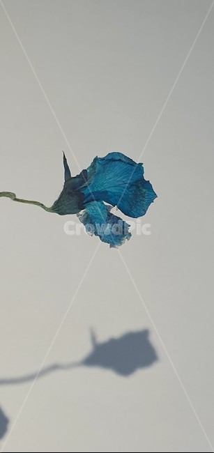 꽃,꽃송이,드라이플라워,그림자,식물,파란장미,장미,말린장미,말린꽃,flower,blue,plants,dryflower