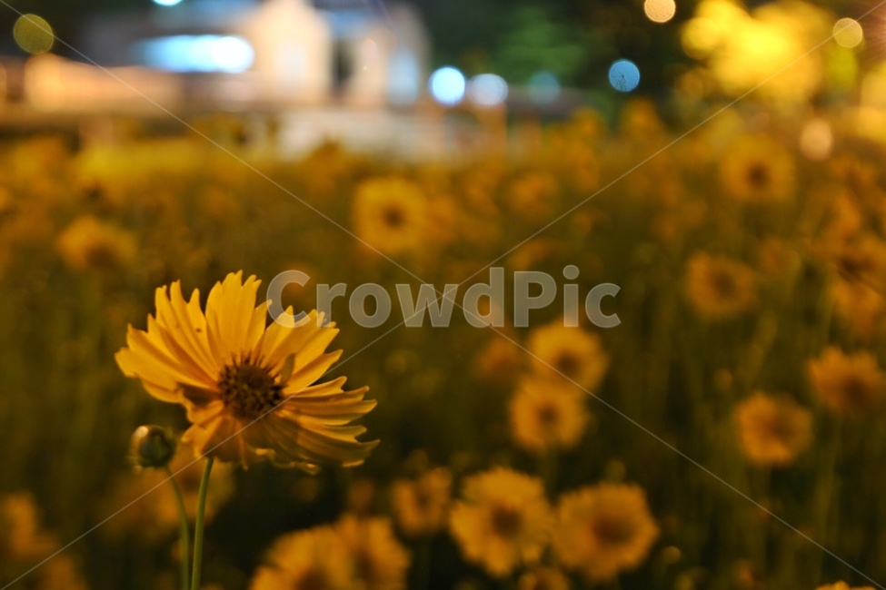 황하코스모스,꽃,하상도로,꽃밭,밤,식물,자연,plants,nature,꽃,flower,감성,sensible,feeling