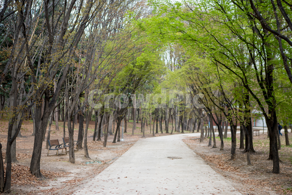 숲,숲길,오솔길,산책로,나무,공원,초록,새싹,한가로움,자연,풍경,nature,landscape,plant,식물