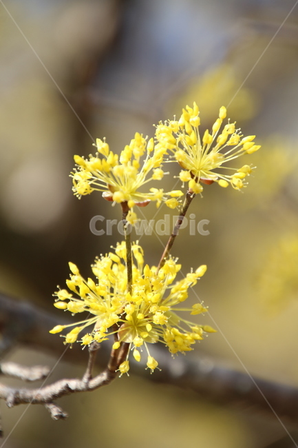 산수유,꽃,식물,층층나무,구례산수유,축제,노랑색,봄,계절,spring,season,식물,자연,plants,nature,꽃,flower,plant
