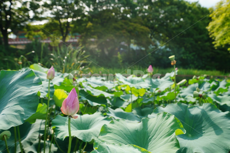 연꽃,식물,플라워,자연,생물,생명,flower,꽃,plant,식물,자연,plants,nature,꽃,flower