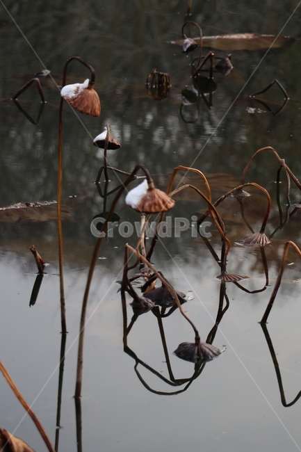 연자,연,겨울,눈,강,반영,겨울,계절,winter,season,식물,자연,plants,nature