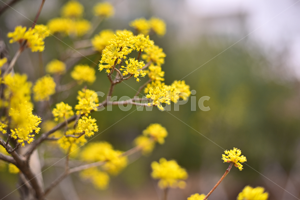 산수유,봄꽃,노랑꽃,계절,시즌,나무꽃,season,blossom,꽃,flower,식물,plant,옐로우,노랑색,yellowflowers,야외,옥외,아웃도어,배경,바탕,백그라운드,봄,계절,spring,season