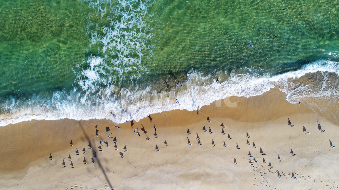 바다,갈매기,파도,sea,seagull,seagulls,beach,sand,drone,드론,자연,풍경,nature,landscape,해변,바다,beach,sea,동물,animal,조류,새,birds,outdoors,옥외,경치,scenery,ocean,대양,water,물,flock,대군,aerial view,조감도,shoreline,해안선