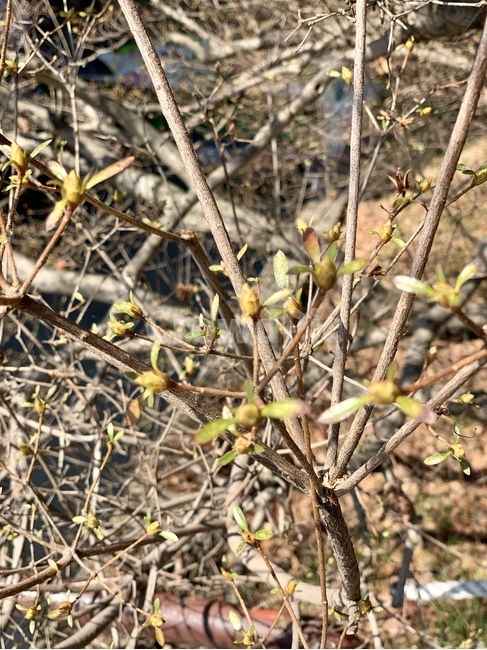 자연,나무,초점,봄,흐림,식물,자연,plants,nature