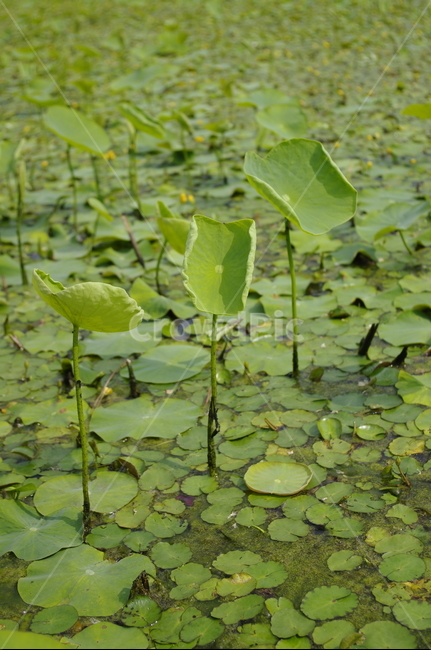 식물,plant,color,수생식물,연못,잎,식물,자연,plants,nature