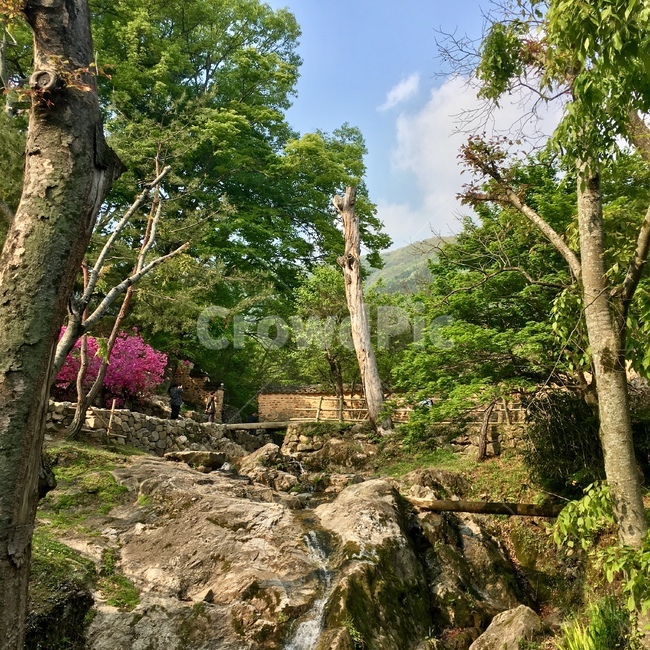 담양,소쇄원,자연,풍경,나무,돌,damyang,nature,landscape,tree