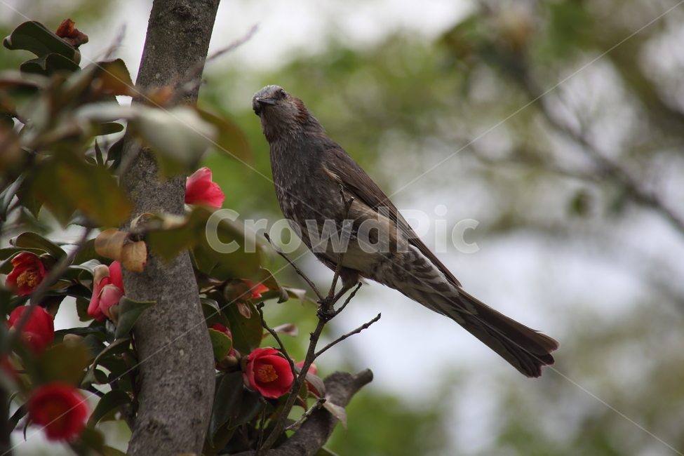 동백,직박구리,새,조류,brownearedbulbul,참새목,동물,animal,조류,새,birds