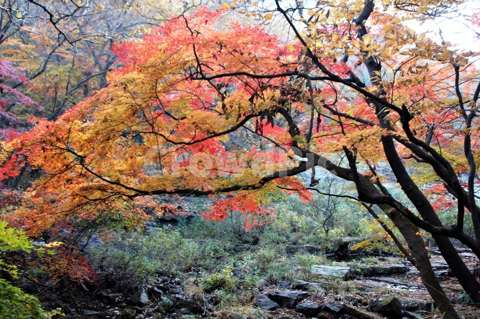 가을,단풍,나무,자연,식물,풍경,자연풍경,감성,autumn,nature,season,계절,emotion,trees,가을,계절,fall,autumn,season,tree,plant