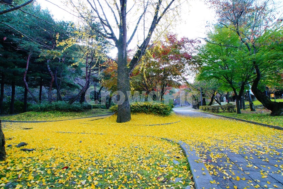 식장산,세천공원,대전관광,단풍,풍경,가을,계절,fall,autumn,season,자연,풍경,nature,landscape,outdoors,옥외