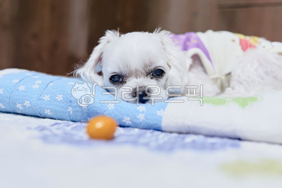 maltese,maltis,Pets,Martis,puppy,Martiz,animal,dog,Dog,pet dog,pet