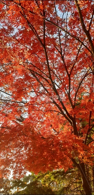 식물,단풍,나무,잎,단풍나무,가을,낙엽,plant,maple,tree,leaf,fall,autumn,koreamaple
