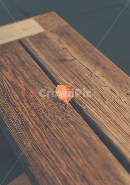 낙엽,가을,벤치,쓸쓸함,분위기,감성,마지막잎새,가을,계절,fall,autumn,season,감성,sensible,feeling,furniture,가구,tabletop,테이블 탑,wood,나무,hardwood,견목,plywood,합판