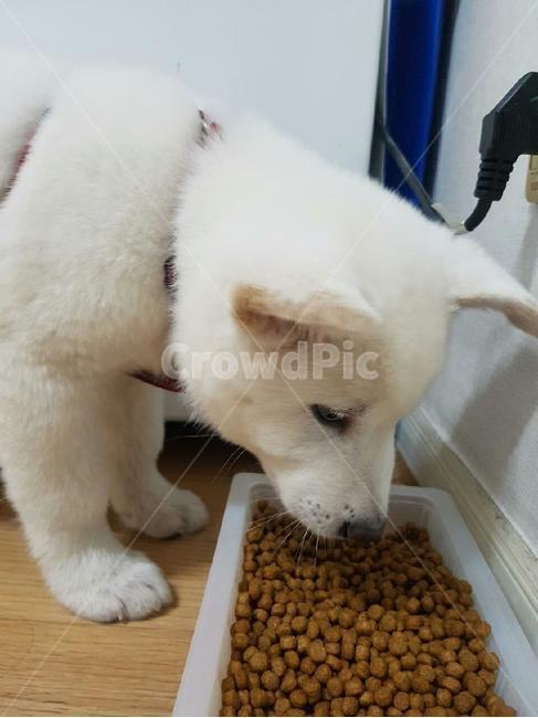 강아지,애완견,밥먹는강아지,dog,애완동물