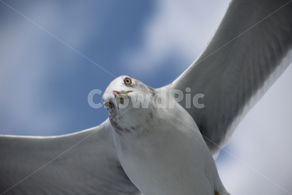 갈매기,바다새,대형조류,commongull,mewgull,동물,animal,조류,새,birds