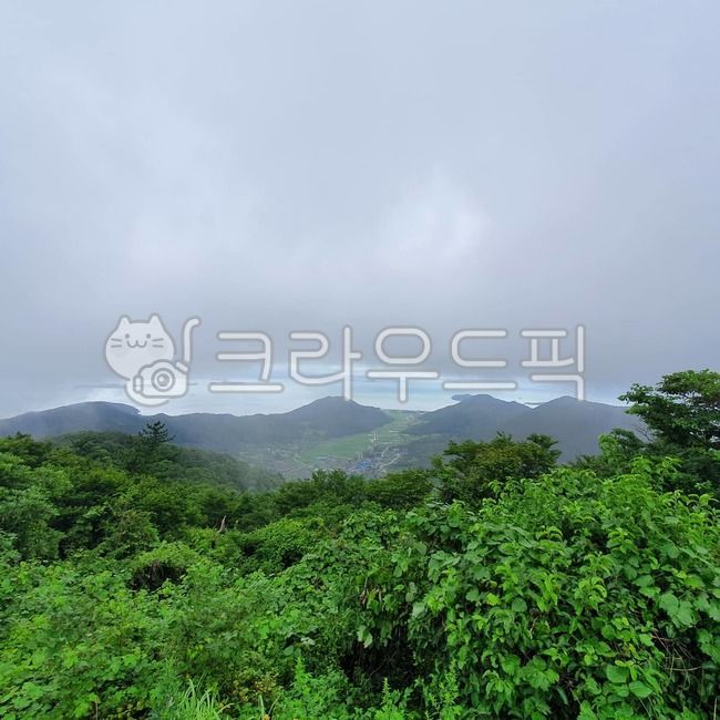 진도,진도기상대,의신면,흐림,풍경,plant,vegetation,outdoors,rainforest,나무,tree,나라