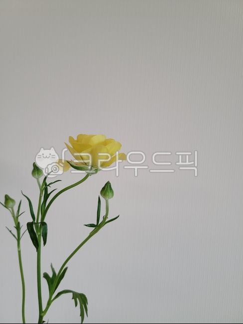 꽃, 노랑꽃, 식물, 자연, 노랑색, 사진,이미지,일러스트,캘리그라피 - Lilaclover작가