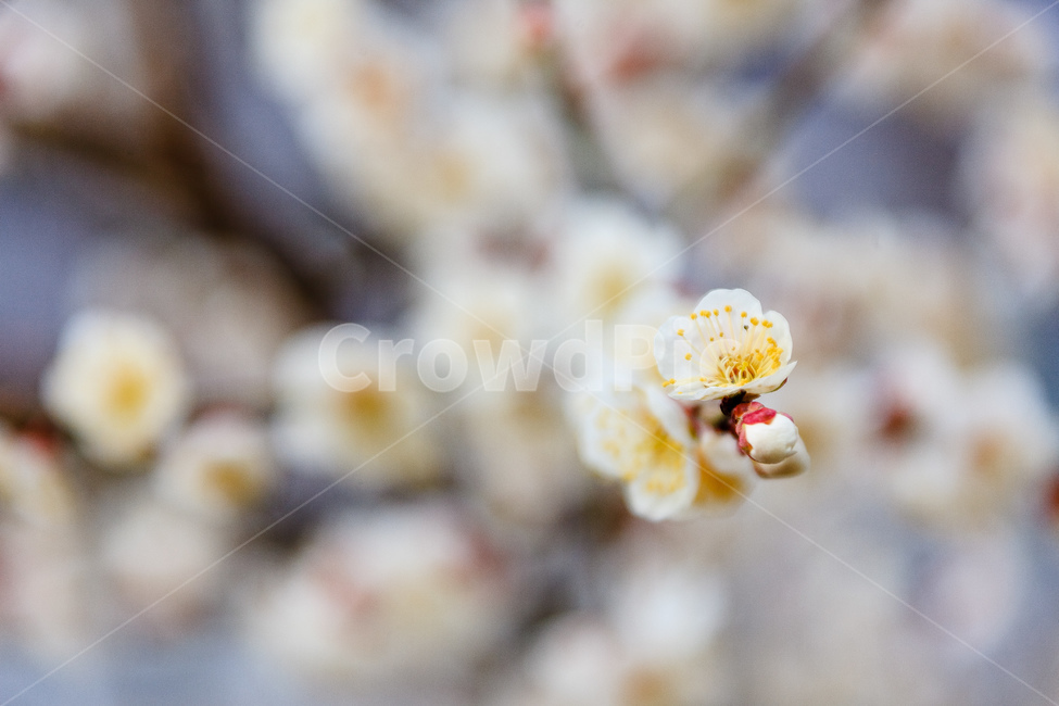 매화,식물,꽃,봄,꽃들,꽃잎,봄,계절,spring,season,식물,자연,plants,nature,꽃,flower,plant