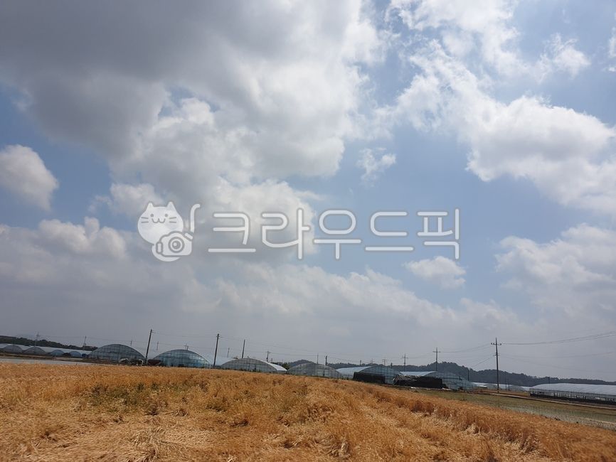 시골,풍경,농로,가을느낌,한국자연풍경,한국자연경관,마을,식물,나무,휴식,힐링,도로,nature,landscape,koreanaturelandscape,rural,towb,plants,trees,wood,rest,relaxation,healing,road,농작물,자연,논,밭,길,농촌,시골길,하늘,구름,농사,농업