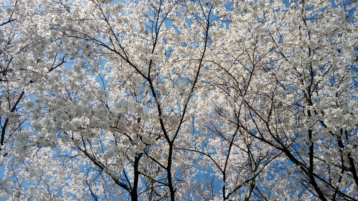 벚꽃,꽃,식물,blossom,cherryblossom