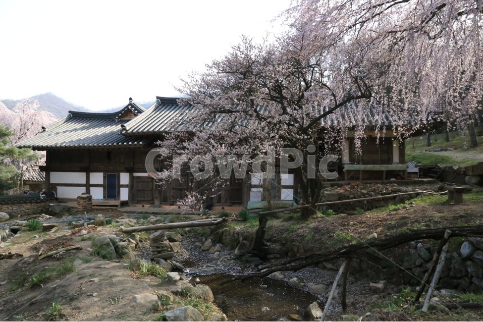 벚꽃,선암사,선암사무량수전,봄,순창,봄,계절,spring,season,한국전통,한국문화,korean traditional,korean culture,식물,자연,plants,nature,나무,trees,wood,plant