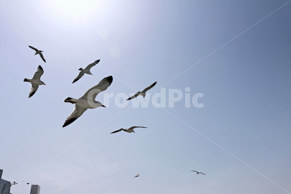 갈매기,새,조류,비행,fly,bird,blue,sky,하늘,푸르름,날개,wing,동물,animal,조류,새,birds