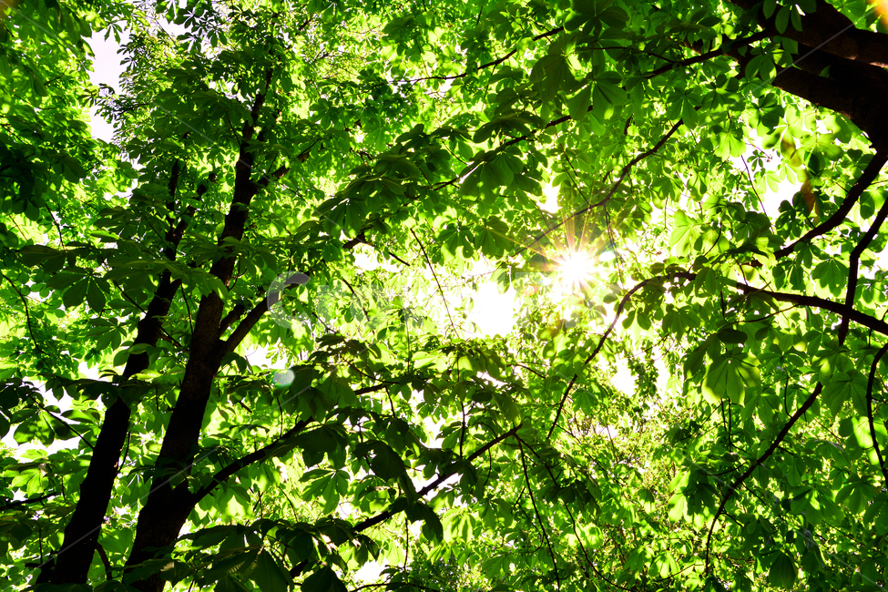 숲,녹색,힐링,그린,초록,healing,green,forest,plant,leaves,5월,6월,풍경,자연,엽록소,산소,울창한,그늘,나뭇잎,잎새,나무,줄기,싱그러운,청정,공기,에어,air,clean,무공해,햇살,햇빛,활엽수,숲속,자연,풍경,nature,landscape,식물,plants,나무,trees,wood