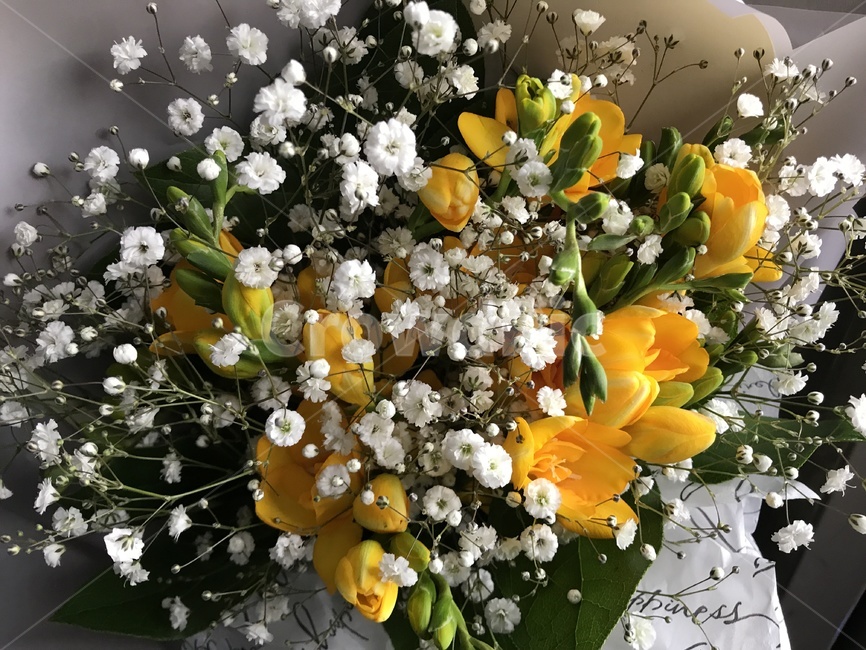 꽃,아름다움,flower,안개꽃,졸업,꽃,flower,기념일,축하,anniversary,congratulation,celebrate,celebration