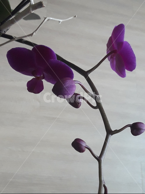 보라색봉우리,화분,꽃,봄,개화,식물,자연,plants,nature,꽃,flower