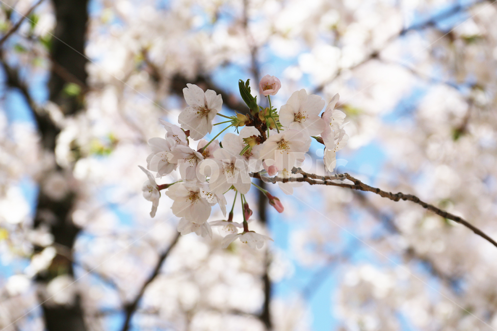사쿠라,cherryblossom,봄,꽃,봄꽃,벚꽃,자연,봄,계절,spring,season,식물,자연,plants,nature,꽃,flower,plant,blossom