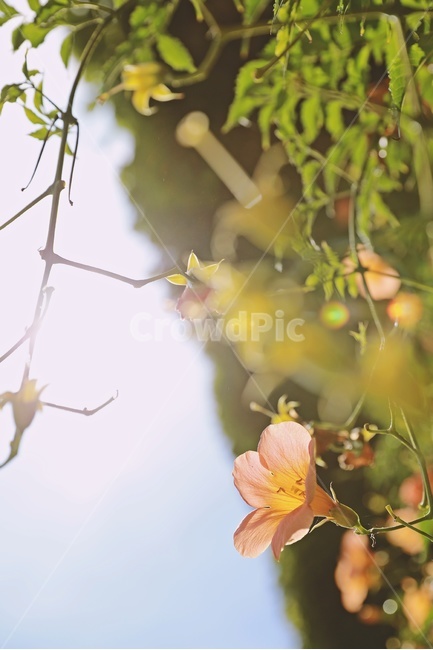 능소화,꽃,여름,flower,atrumpetcreeper,nature,sunlight,여름,계절,summer,season,식물,자연,plants,nature,꽃,flower,감성,sensible,feeling,plant