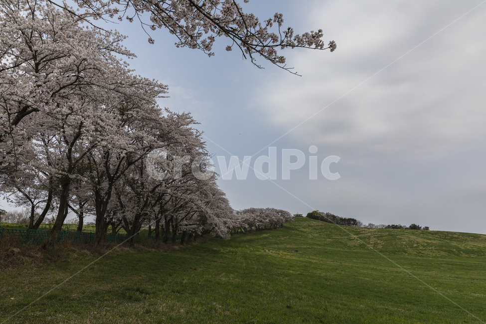 꽃,벚꽃,목장,초원,봄,landscape,spring,outdoor,background,green,flower,blossom,cherry,garden,countryside,farm,pasture,dreamlike,beautiful