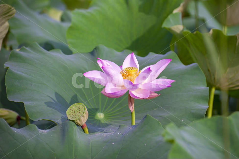 연꽃,연잎,연못,홍련,핑크,녹색,연꽃밭,식물,자연,plants,nature,꽃,flower