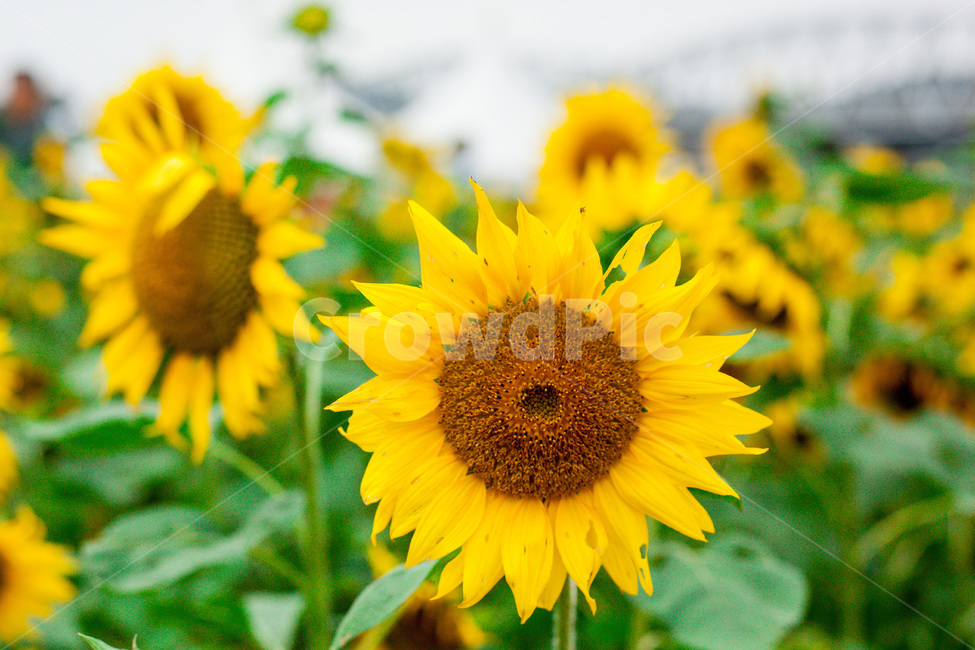 flower,꽃,해바라기,sunflower,가을,plant,식물,자연,식물,자연,plants,nature,꽃,flower