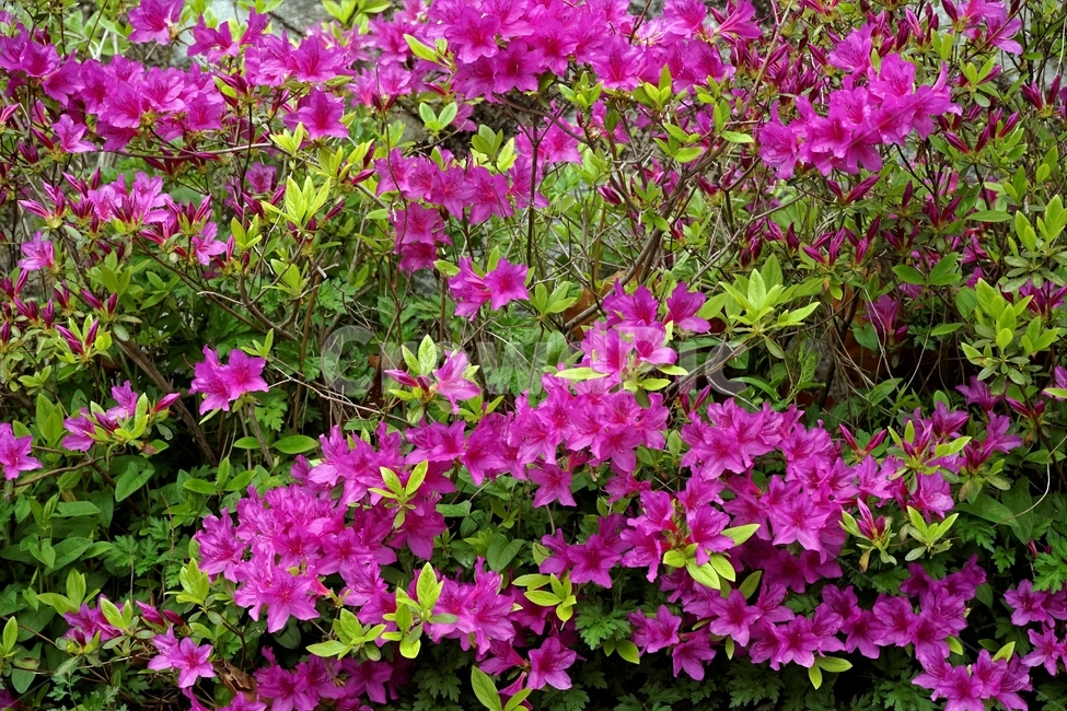 royalazalea,철쭉,진달래과,봄,계절꽃,짙은분홍색,식물