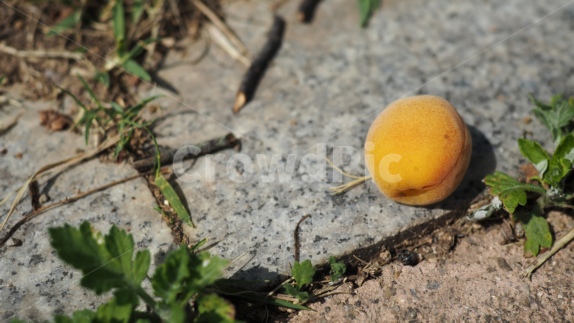 열매,살구,노란색,fruit,apricot