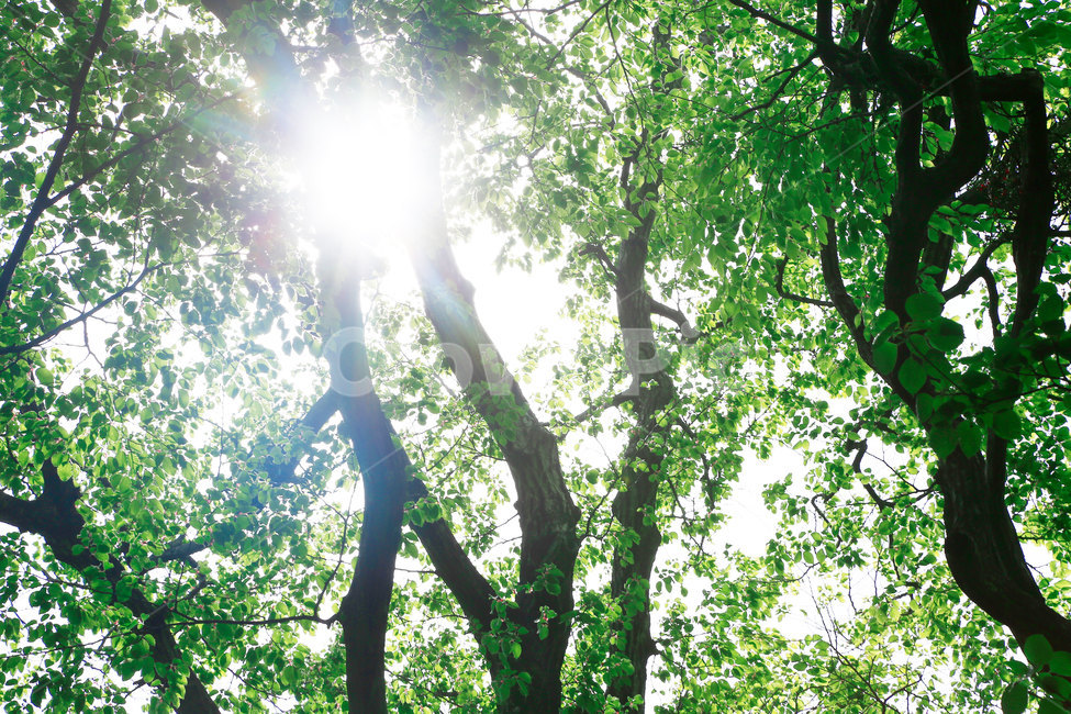 햇빛,나무,자연,숲,힐링,휴식,rest,nature,healing