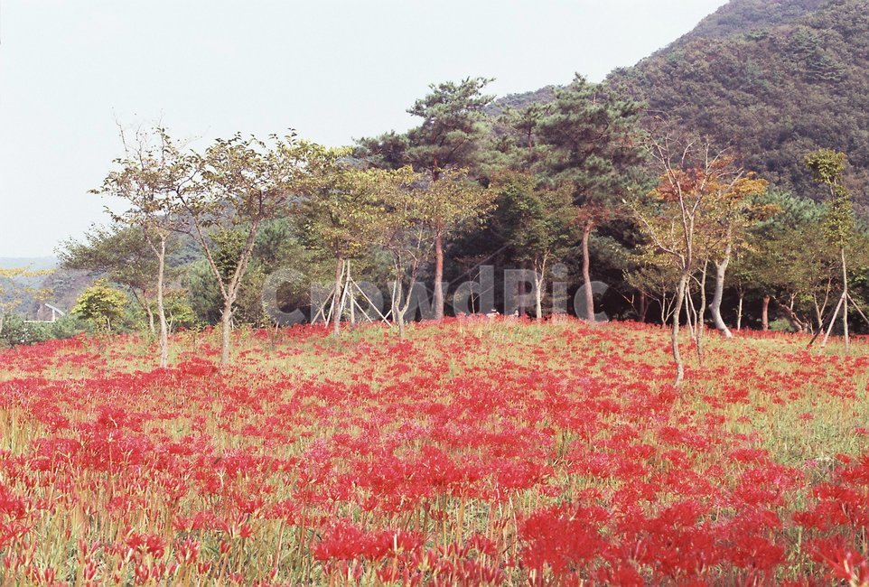 상사화,영광,꽃,꽃축제,필름,필름느낌,필름감성