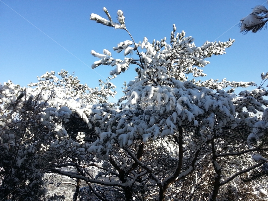 눈,눈꽃,설경,겨울산,얼음,ice,겨울,계절,winter,season,자연,풍경,nature,landscape