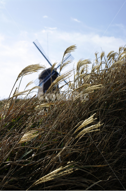 하늘,풍차,억새,식물,구름,grass,잔디,plant,lawn,reed,갈대