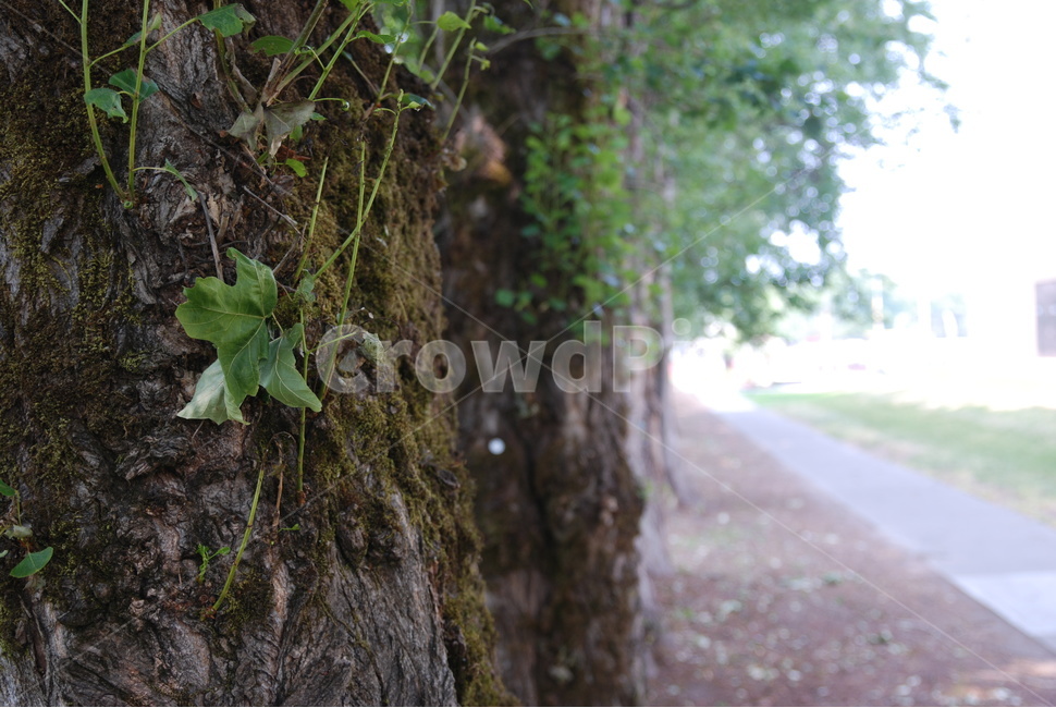 나무기둥,나무,잎,줄기,길,woodstrut,tree,trees,leaf,leaves,branch,path,road